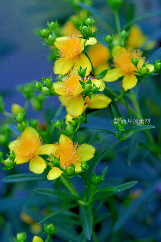 金丝桃/灌木状圣约翰草:明亮的黄色花，雄蕊日爆